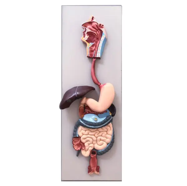 Anatomical digestive system model with rectum, esophagus mouth, nose, throat,stomach, large intestine and liver
