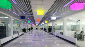 רישי אורגני אורגני תמצית נגודרמה לוסידום - Product Image 5