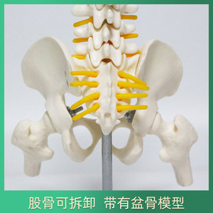 Modèle de colonne vertébrale humaine de taille moyenne FRT017, modèle pédagogique et de démonstration médecin-patient avec bassin et fémur. - Product Image 4
