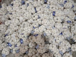 Yüksek kaliteli taze çin sarımsak saf beyaz siyah tatlı Pelled Genger toptan ucuz ihracatçı ithalatçı - Product Image 6