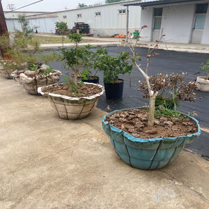 ワイヤーツリーバスケット植栽苗床ルートボールネット用ツリー苗床 - Product Image 6