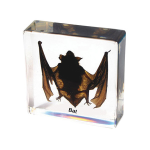 Gelsonlab HSBS-038 Lagarto <span class=keywords><strong>de</strong></span> Árbol Crestado, Espécimen Biológico Encapsulado - Product Image 6