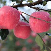 Verse, frisse appels, zoete smaak, rode Fuji, heerlijke Gala, Shandong, graad 1, 6cm, 20kg, koude opslag, merk JUFU