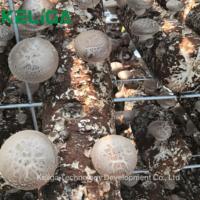 Serre-tunnel abordable pour la production de champignons-Expert Manufacturer
