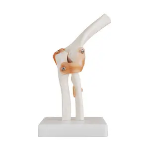 의료 교육 전문 인체 해부학 모델 고품질 PVC 실물 크기 팔꿈치 관절 골격 모델