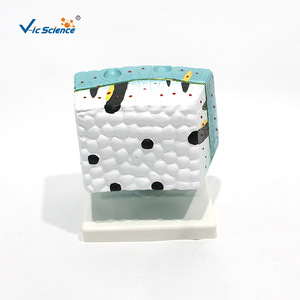 VIC3214 โมเดลการผ่าตัดสัตว์ไฮดรา สำหรับการสอนวิชาชีววิทยาในโรงเรียนมัธยมต้นและมัธยมปลาย และเป็นโมเดลสัตว์สำหรับวิทยาศาสตร์ - Product Image 3