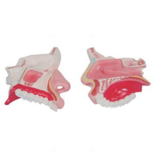 De la vida de Color de tamaño Natural de alta calidad hemorragia Nasal cabeza avanzada corazón humano anatomía modelo - Product Image 1