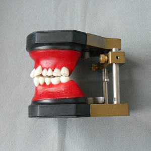 Diş diş ortodonti eğitim <span class=keywords><strong>Typodont</strong></span> modeli - Product Image 2