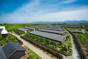 <span class=keywords><strong>Casa</strong></span> Moderna para Cría de Cerdos, Cobertizo Automático para Cerdos, Sistema de Alimentación de Cerdos Prefabricado, Kits de Construcción de Establos para Cerdos, Estructura de Acero para Talleres - Product Image 6