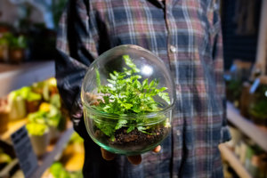 A Mini Orb Terrarium Kit That Suitable <strong>Beginners</strong> Mossarium and Have Glass and <strong>Plants</strong> - Product Image 5