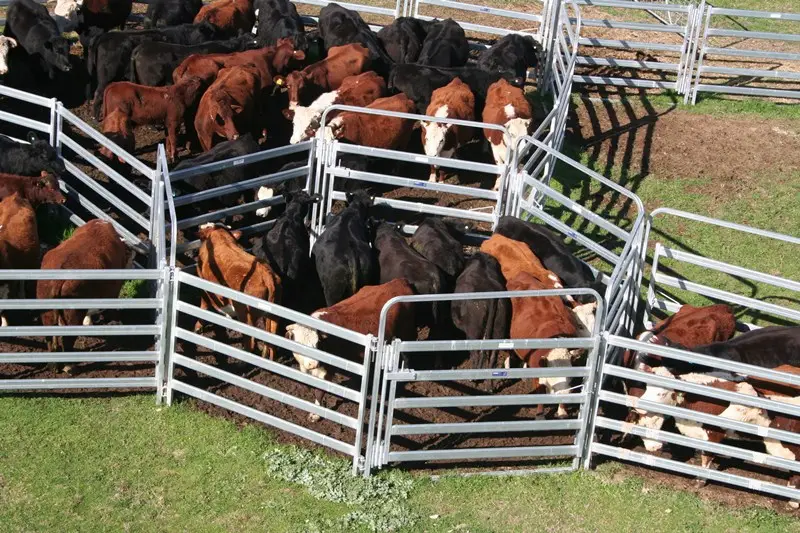 Heißgefütterte verzinkte Schafplatte Schwerlast Viehzucht Rinder Hofplatte Rinderplattenzaun Großhandel Großhandel zu verkaufen