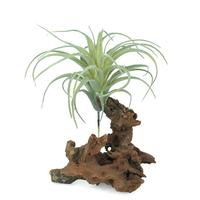 Tanaman Udara Buatan dalam Pot Beton dengan Kerikil Putih dan Tillandsia Longgar Ramah Lingkungan Mini untuk Dekorasi Dalam Ruangan Modern.