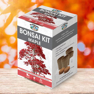 Kit <span class=keywords><strong>de</strong></span> cultivo <span class=keywords><strong>de</strong></span> bonsái <span class=keywords><strong>de</strong></span> <span class=keywords><strong>pino</strong></span> al mejor precio <span class=keywords><strong>de</strong></span> alta calidad para el hogar Kit <span class=keywords><strong>de</strong></span> inicio <span class=keywords><strong>de</strong></span> cultivo <span class=keywords><strong>de</strong></span> árboles para productos <span class=keywords><strong>de</strong></span> regalo únicos para hombres - Product Image 4