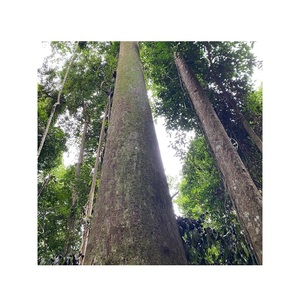 Hot Jual Kayu Mentah Chengal Log Hutan Kayu dengan Ukuran Diameter 24 99 "/20-23.5"/19-19 "/14-17.5" Meter Log