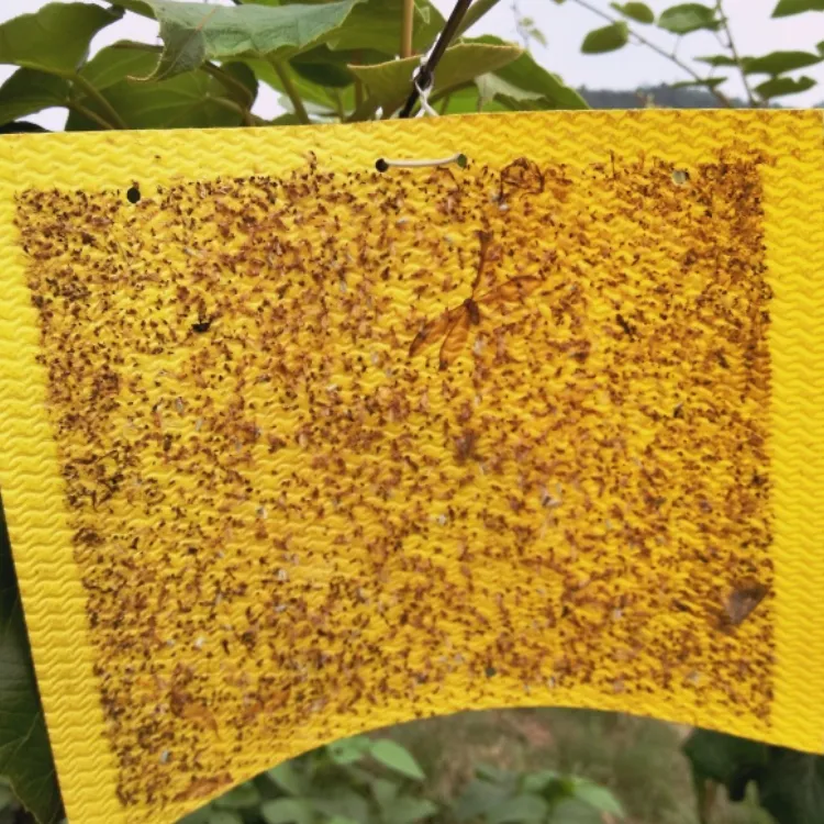Sera/meyve bahçeleri için en kaliteli parçalanabilir yapışkan tuzak 20*25 cm Gnat Sticker