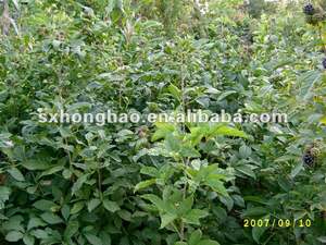 Toptan fabrika kaynağı saf sibirya eleuthero kök ekstresi tozu sibirya <span class=keywords><strong>Ginseng</strong></span> kökü extarct - Product Image 4