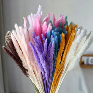 Les fleurs <span class=keywords><strong>de</strong></span> roseaux préservées les plus vendues, petite <span class=keywords><strong>herbe</strong></span> <span class=keywords><strong>de</strong></span> la <span class=keywords><strong>pampa</strong></span> pour les arrangements floraux <span class=keywords><strong>de</strong></span> remise <span class=keywords><strong>de</strong></span> diplôme, <span class=keywords><strong>de</strong></span> Noël, <span class=keywords><strong>de</strong></span> Thanksgiving et <span class=keywords><strong>de</strong></span> mariage - Product Image 3