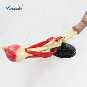 แบบจำลองการเคลื่อนไหวของข้อศอก แบบจำลองโครงกระดูก กระดูก ชิ้นส่วนโครงกระดูกมนุษย์ - Product Image 5