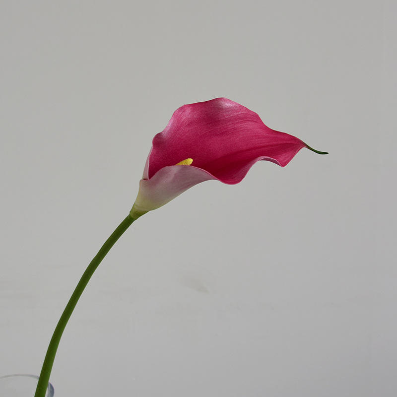 สีชมพูเข้ม