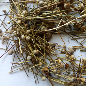 Gu jing cao nuovo essiccato Pipewort naturale Eriocaulon buergererianum globo di infiorescenza fiori per erbe - Product Image 4