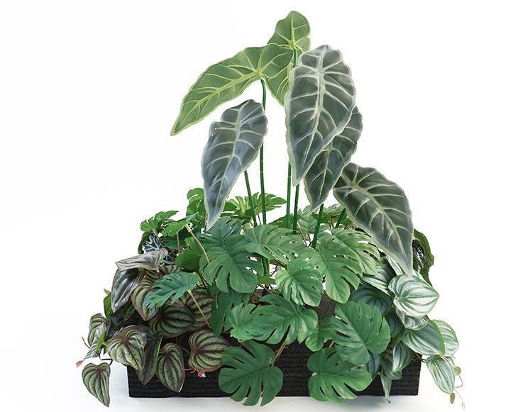 Fairy Green Trail - Set di design per piante verdi 3