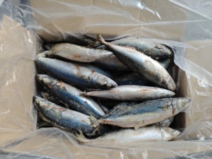 P1189 Pesce Intero Congelato Prezzo All'Ingrosso Sgombro Giapponese (Scomber Japonicus <span class=keywords><strong>Saba</strong></span>) 300-400g/pz - Product Image 4