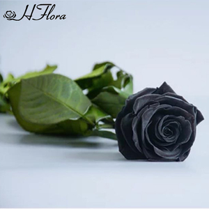 HFlora Factory Supply Wholesale Decorative Long Stem Preserved Rose for Celebration Wedding Valentine's Day Graduation <strong>Gift</strong> - Product Image 2
