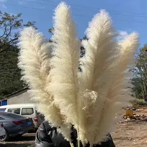 Z290 120cm Large Beige Pompous Grass Dry Flowers Plant Pampas Tall Fluffy Natural Dried Pampas Grass for Wedding Home Decoration