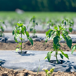 Film de paillage agricole perforé anti-UV, film de contrôle des adventices, couverture de sol en plastique noir/argenté pour <span class=keywords><strong>plantes</strong></span> - Product Image 2
