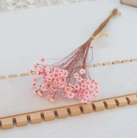 Fleur séchée brésilienne Little Star, mini marguerite étoilée séchée, Glixia naturelle pour arrangements floraux DIY