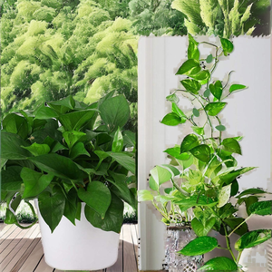 Self Adhesive Green Leaf ABS Plastic <strong>Climbing</strong> Wall Fixture Clips <strong>Wire</strong> Support Hook Vines <strong>for</strong> <strong>Planting</strong> with Grass - Product Image 5