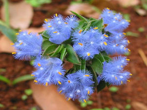 Экстрастерон, 98% натуральный корм, добавка, цианотит, арахноидейский экстракт, эктистерон, порошок 100 г/мешок - Product Image 5