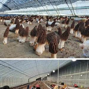 Nấm Farming thiết bị thông minh nấm phát triển container hệ thống - Product Image 2