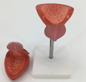 Modelo Anatómico de Próstata Humana en Silicona Médica para Educación en Ciencias Médicas - Product Image 2