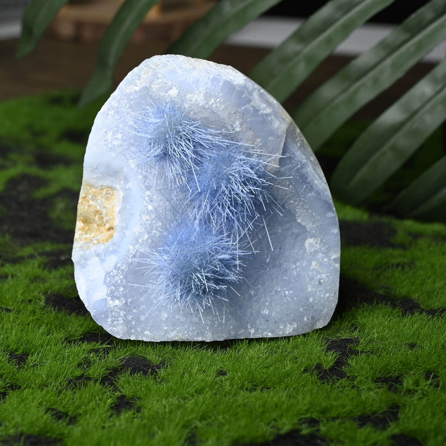 ตัวอย่างหินอาเกตลูกไม้สีน้ำเงินพร้อมหนามสีน้ำเงิน