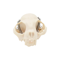 Crâne de chat modèle biologie Mini taille crâne de chat anatomie Animal scientifique os outil d'enseignement équipement éducatif