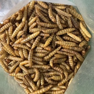 Prix bon marché des larves de mouches soldats noirs séchés alimentation des poulets alimentation des tortues alimentation des reptiles - Product Image 3