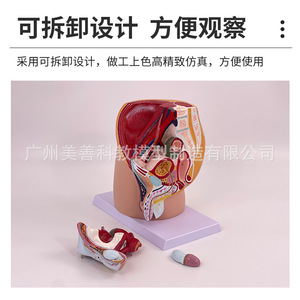 Modèle pédagogique de bassin féminin, spécimen du système urogenital féminin, section sagittale médiane du modèle d'anatomie humaine - Product Image 4