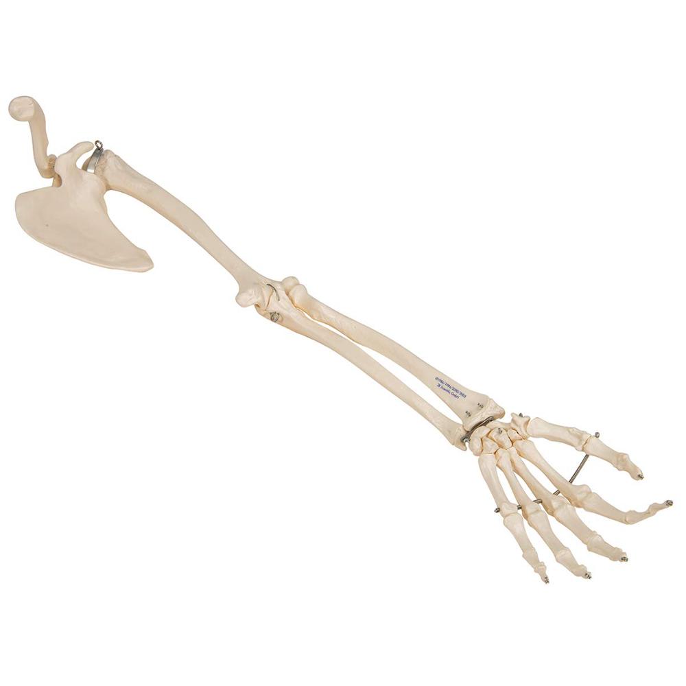 SKELETON ARM スケルトンアーム 海外玩具 スケルトンアーム バックスクラッチャー(孫の手) Skeleton arm