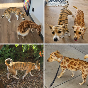 Marcadores de Tinte para Pelo de <span class=keywords><strong>Perro</strong></span> Lavables en 12 Colores, <span class=keywords><strong>Pintura</strong></span> Temporal para Pelaje, Rotuladores para Animales, Tinte para el Cuidado del Cabello de Mascotas - Product Image 6