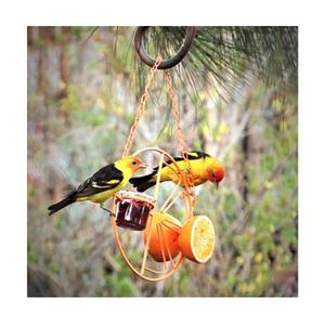 Mangeoire à oiseaux suspendue en métal toutes saisons avec gobelet en verre pour jardin Offre Spéciale orange <span class=keywords><strong>clémentine</strong></span> design colibri - Product Image 5
