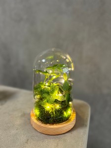 ZXing F187M-TPN Taiwan fait grain de bois-dôme de fleur éternelle de taille moyenne avec couvercle transparent PS et base en ABS pour les célébrations - Product Image 4