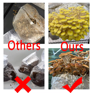<span class=keywords><strong>Sac</strong></span> <span class=keywords><strong>de</strong></span> culture <span class=keywords><strong>de</strong></span> champignons en plastique très résistant, efficace et aéré, avec résistance aux hautes températures, parmi les plus vendus - Product Image 4