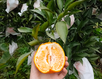 Verse Zoete Mandarijn Oranje Citrusvruchten Sinaasappelen En Mandarijnen Fruit