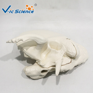 Modelo anatómico ampliado del hueso temporal; enseñanza y formación médica; modelo de tejido de cráneo y oído. - Product Image 3