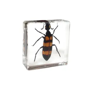 Colección de insectos de cristal transparente, regalos artesanales, pisapapeles de escarabajo de burbujas para coleccionable