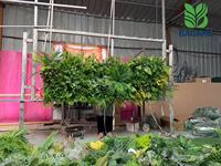 Panneaux de fleurs artificielles en buis vert, taille libre, personnalisés en usine, pour mur végétal