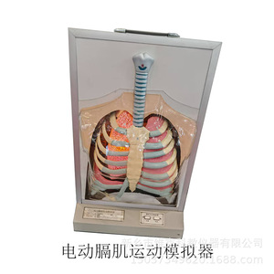 Simulateur de mouvement du diaphragme électrique ; modèle de démonstration électrique du système respiratoire - Product Image 5
