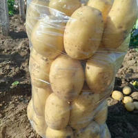 Nouvelles frites de pommes de terre fraîches de qualité supérieure, sélectionnées à la main, provenant des meilleures pommes de terre pelées