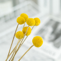 Idées de produits 2026 : Boules dorées, boules Billy, Craspedia, fleurs et plantes séchées pour la décoration de mariage